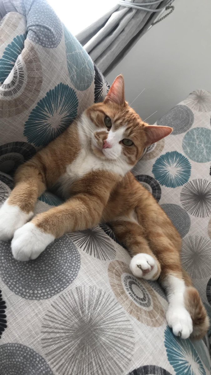 karensarah66's tweet photo. Tom missing  2/1/24 from Hartlepool TS24. On 3/1/24 ring doorbell shows Tom maybe being put into a car. Tom is neutered and chipped with a missing alert on the chip. Please help find him🐈 @muddypawscrime @rosiedoc666 @KarenFi51820768 @MistKatten @gelert01 @JohnDaffern2 @Debzit https://t.co/5Y3nEjqR9O