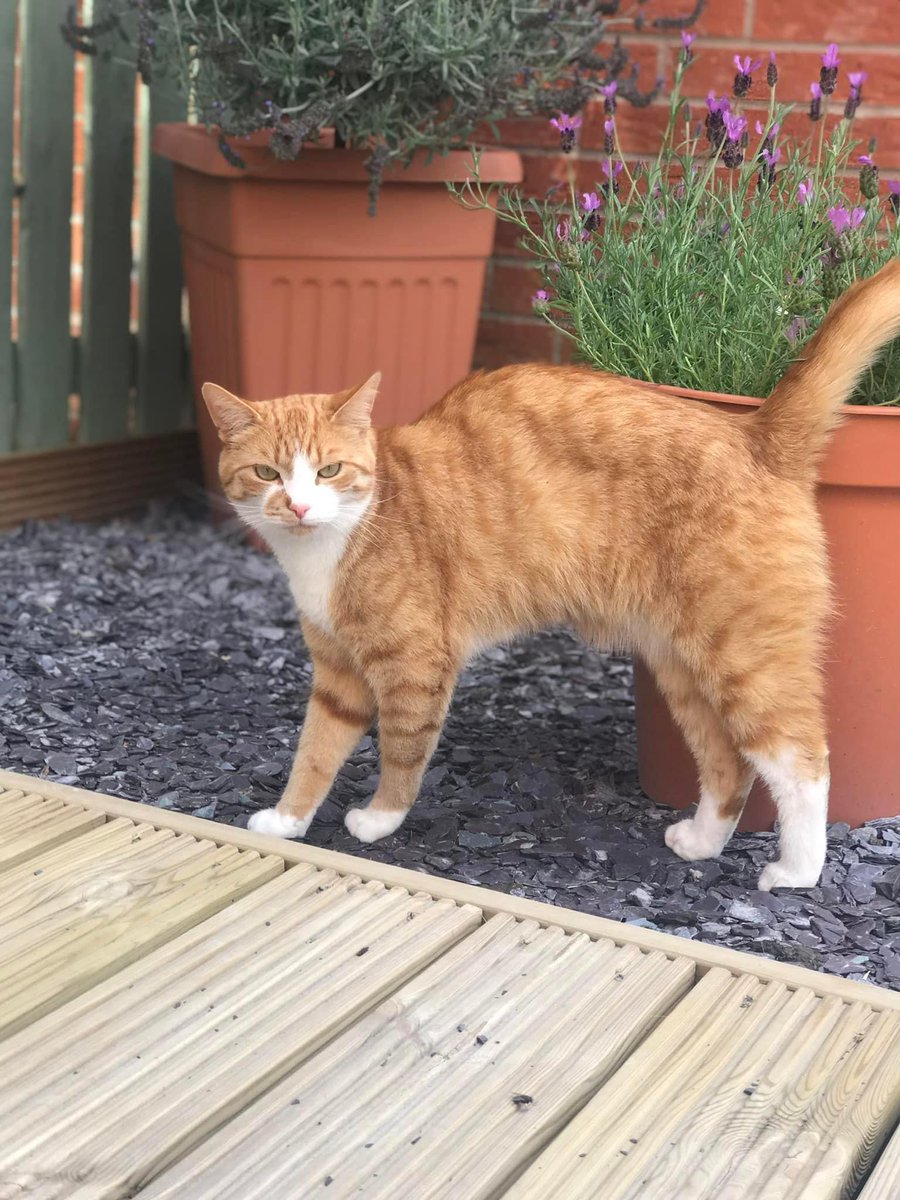karensarah66's tweet photo. Tom missing  2/1/24 from Hartlepool TS24. On 3/1/24 ring doorbell shows Tom maybe being put into a car. Tom is neutered and chipped with a missing alert on the chip. Please help find him🐈 @muddypawscrime @rosiedoc666 @KarenFi51820768 @MistKatten @gelert01 @JohnDaffern2 @Debzit https://t.co/5Y3nEjqR9O