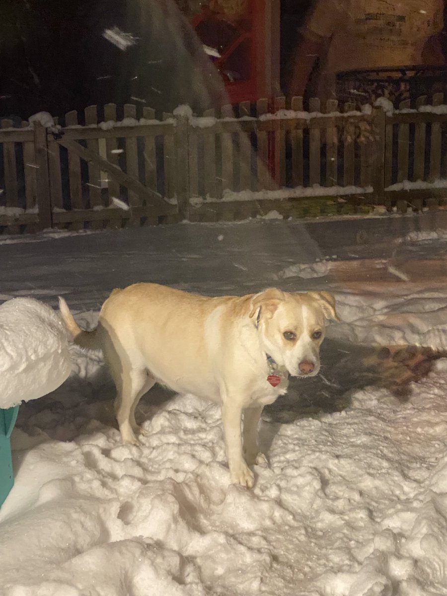 DavidJGoodman1's tweet image. -2° and #Luna loving it #WinterDogs