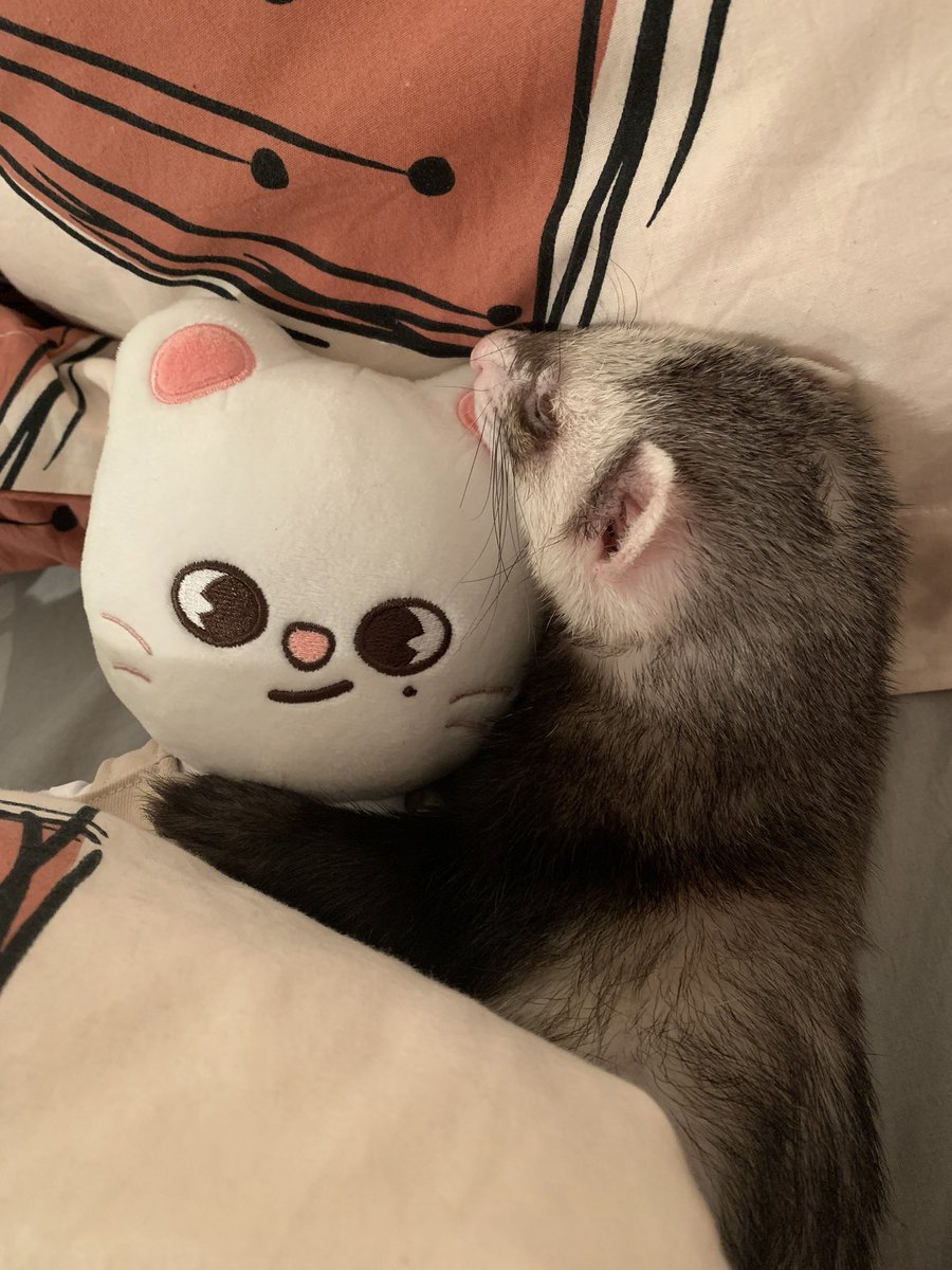 hyunjin as ferrets (@hyunieferrets) on Twitter photo 