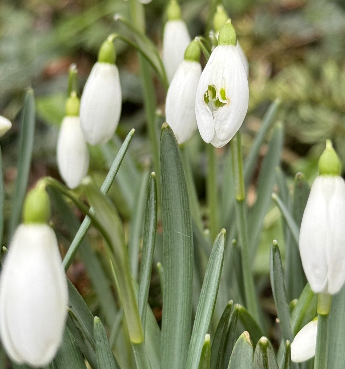 It’s always a joy to see the first Snowdrops.