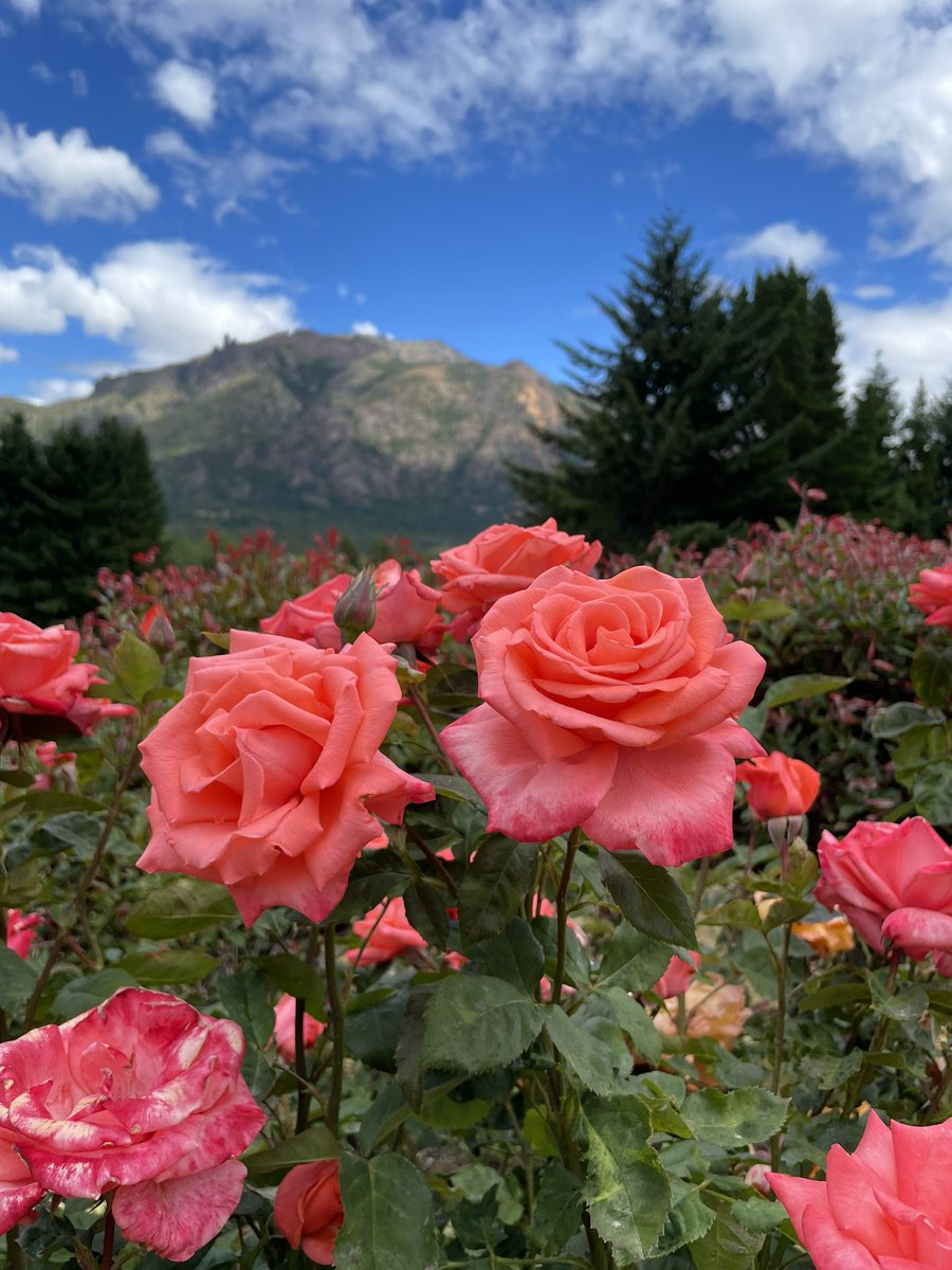 ClaraGiustinian's tweet photo. @Bariloche_ar Mirador del Gutierrez y rosas en Arelauquen https://t.co/uWQXFkDoTC