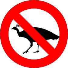 PhilBridges's tweet photo. @NFL I’m a casual NFL fan but have been following the #Chiefs and Kelce Bros. The cold weather for the Dolphins / Chiefs was very intriguing, but holding fans hostage and requiring a #Peacock subscription really rubs me the wrong way.  Pushes me toward cord cutting. Do better. https://t.co/HRBD6Xdj3N
