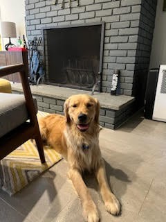 ECADServiceDogs's tweet photo. #SaturdaySpotlight from Home for the Weekend Volunteer, Paul. He shares, "My favorite part of being a home handler is spending time with the dogs and working on the various commands.🐾💚  #homefortheweekend #weekendhandlers #homehandlers#journeytoindependence #helpdogshelphumans https://t.co/CstO1yZbC0