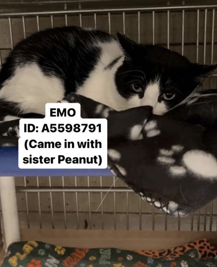 ‼️ Reposting again hoping someone is able to help. Peanut &amp; Emo are brother &amp; sister, surrendered to Downey Animal Shelter (very high-kill). They're in separate cages which adds to their stress &amp; anxiety. 

If you have a spare bathroom/bedroom, it's enough to save their life. ❤️‍🩹
