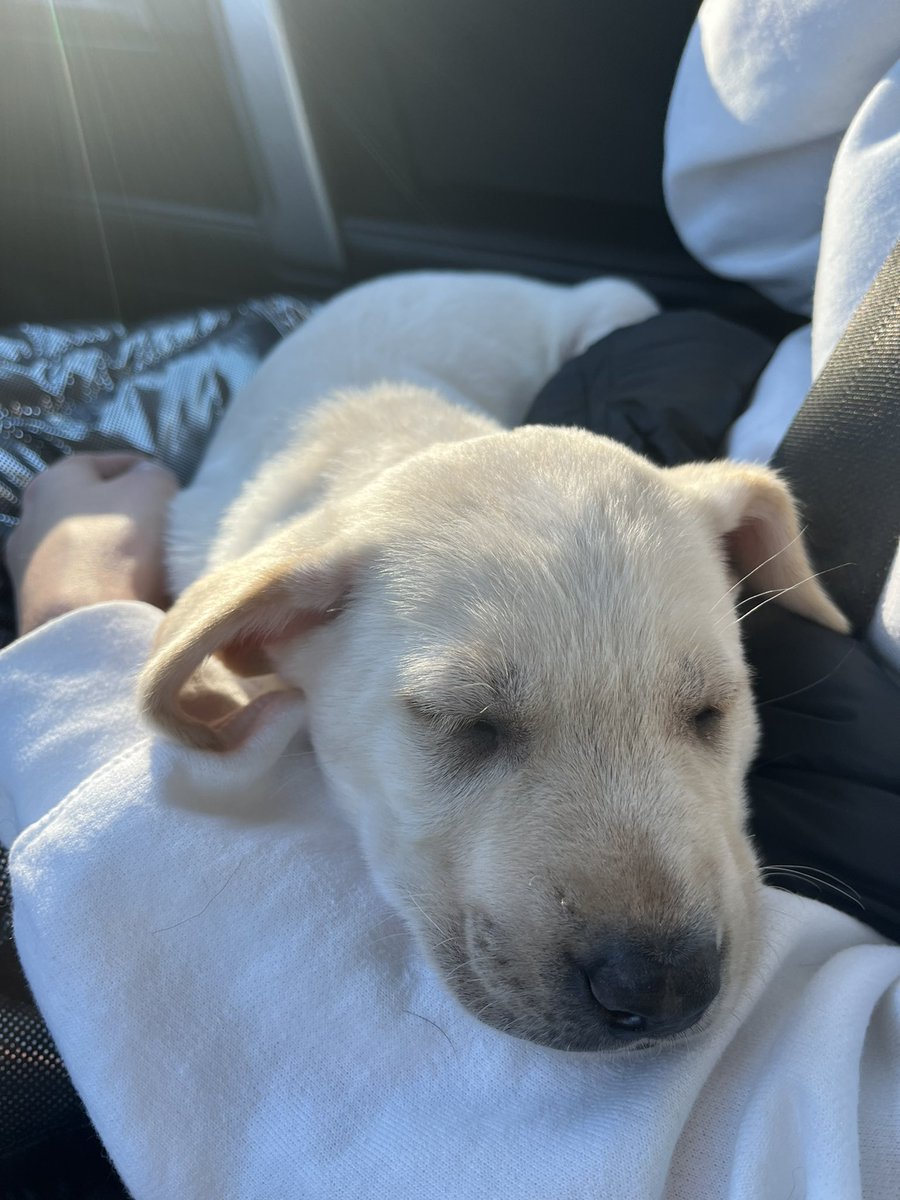 Thomas_hook's tweet photo. Meet the 🐐, BRADY. https://t.co/SbrazAwWbi