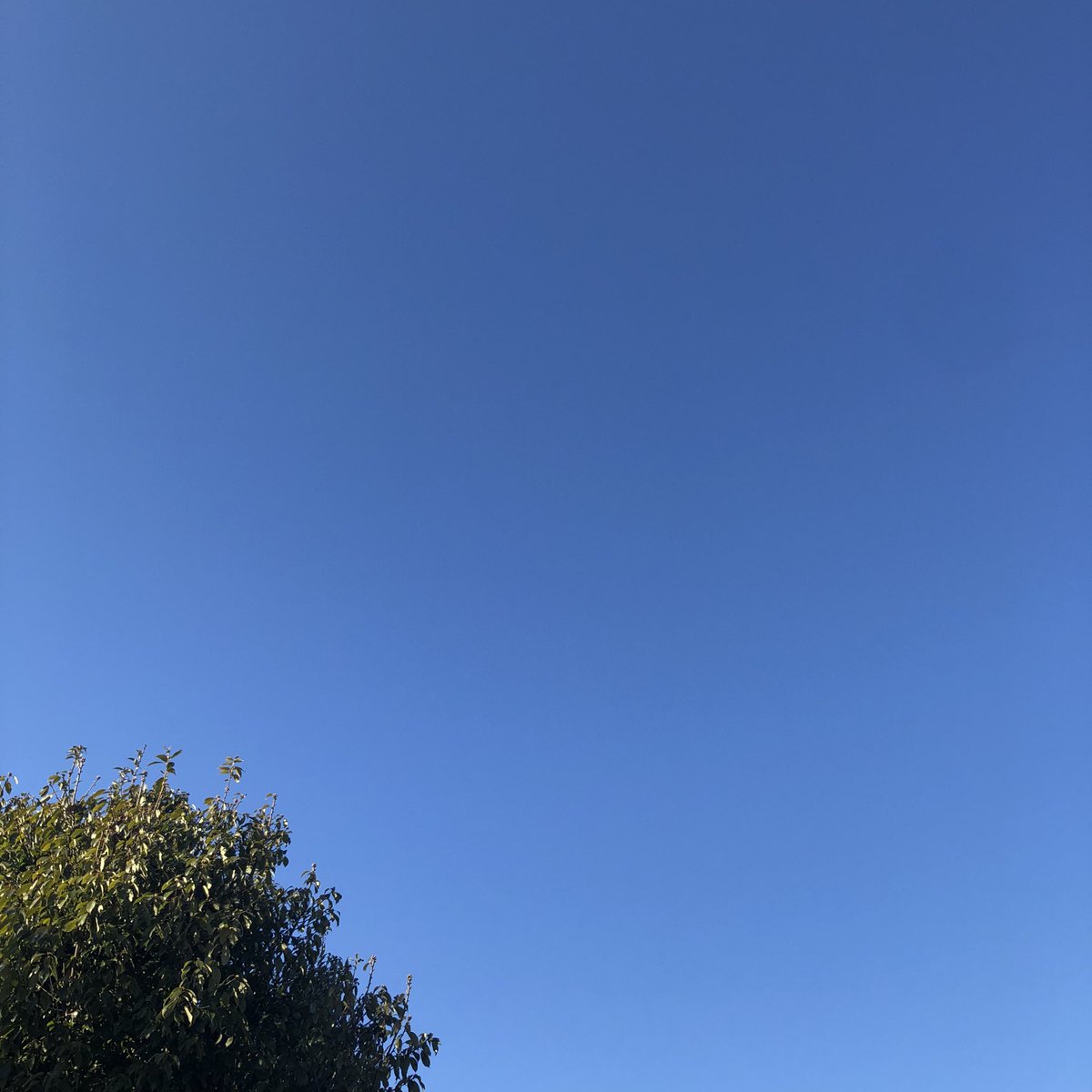 chie1187276's tweet photo. 朝早くから良い天気です☀️
#イマソラ
#いまそら
#空
#良い天気
#青空 https://t.co/MeWBtm2CSH