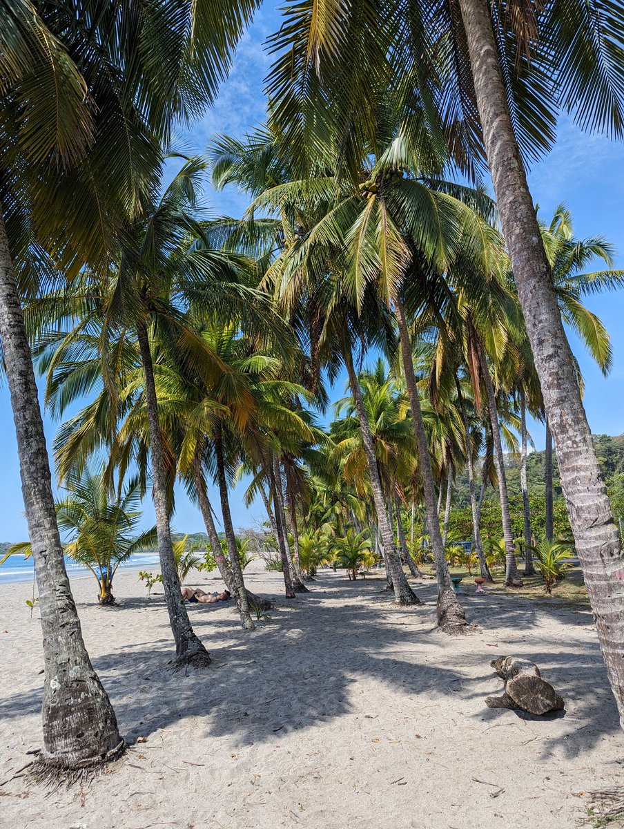 Just another day in paradise #PuraVida