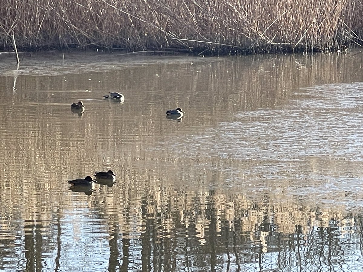今朝の洞峰沼。
凍っていて。カモ🦆達も気持ち寒そうでした。
#洞峰公園