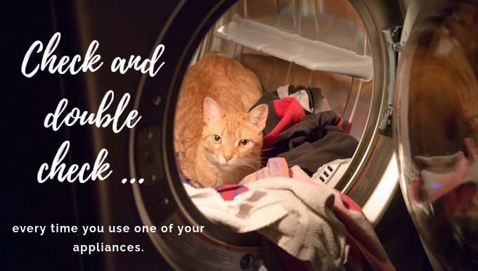KittyLibFront's tweet photo. #CatsOfX #Caturday #CatsOfTwitter https://t.co/22Po3C33ig