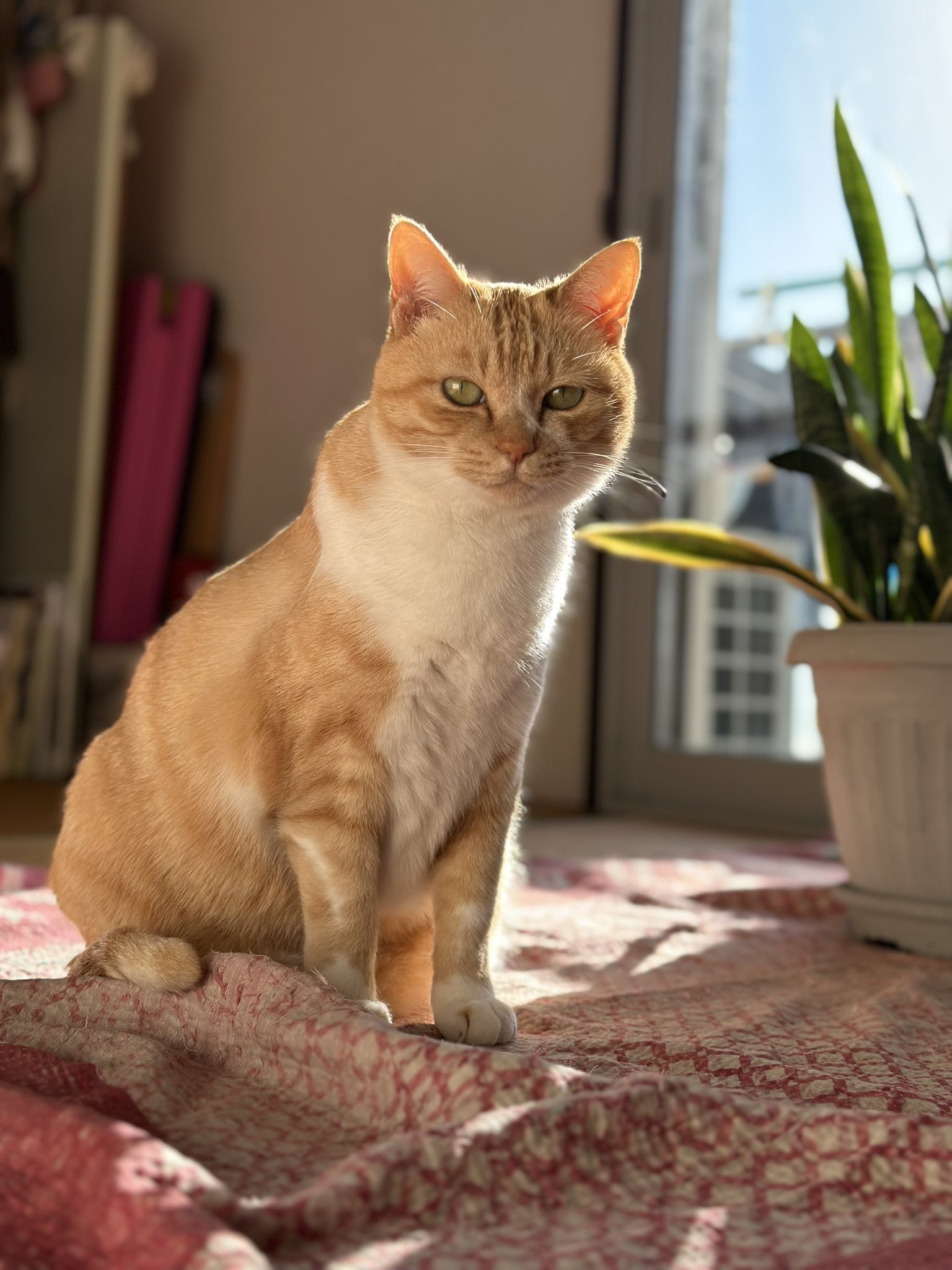 ねこ 笹倉慎介 Shinsuke Sasakura على X: 