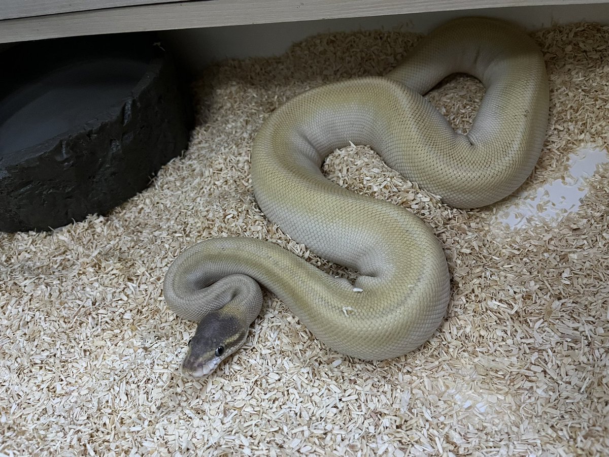 나쵸 마요 겁나 많이 컸쥬? 집이
좁아서 바꿔줌👏👏