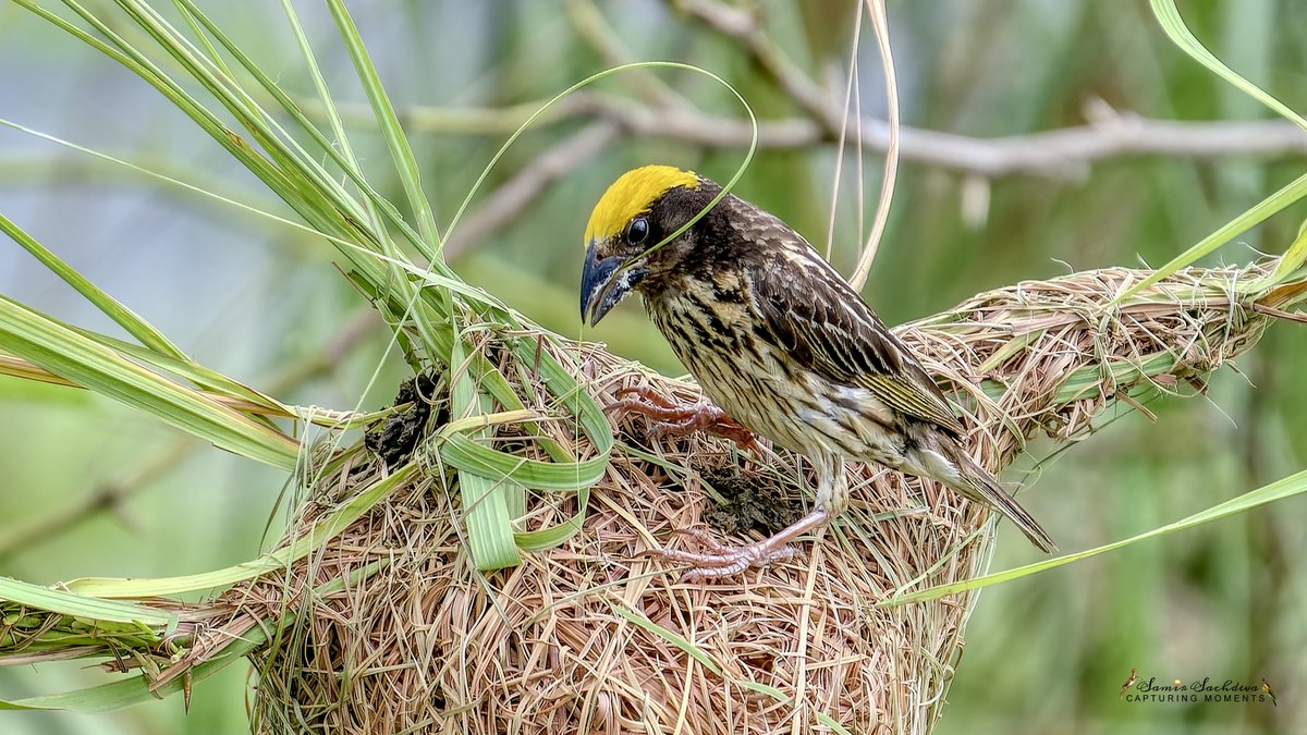 sampro3008's tweet photo. 'Beyond birdhouses'
#knotsofgenius #masterarchitect #blackbreastedweaver #BirdTwitter #BirdsOfTwitter #birds #birdphotography #birdwatching #birding #NaturePhotograhpy #NaturePhoto #wildlifephotography #nature #BBCWildlifePOTD #IndiAves #ThePhotoHour #birdcpp #BirdsSeenin2023 https://t.co/DSrvQMuJL9
