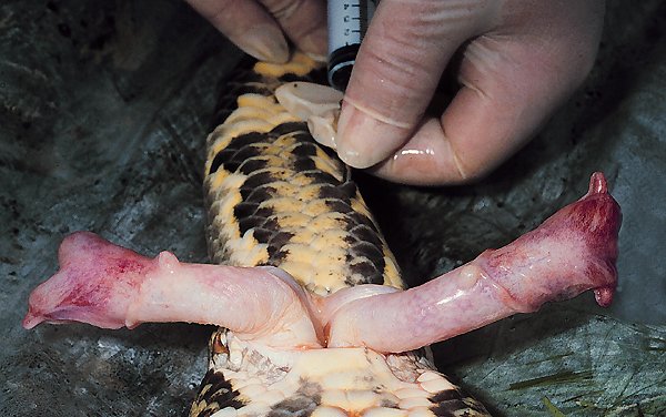 random_snakes's tweet photo. #DumbDMs
Some Lady: Can I see a pic of your d!ck pls?
Me: I am a woman. I do not have a d!ck. So, here are some rattlesnake d!cks and a science fact...Fact: Snakes have hemipenes.
Have a nice day! ๐๐๐๐ #FAFO https://t.co/o5hujSfUjv