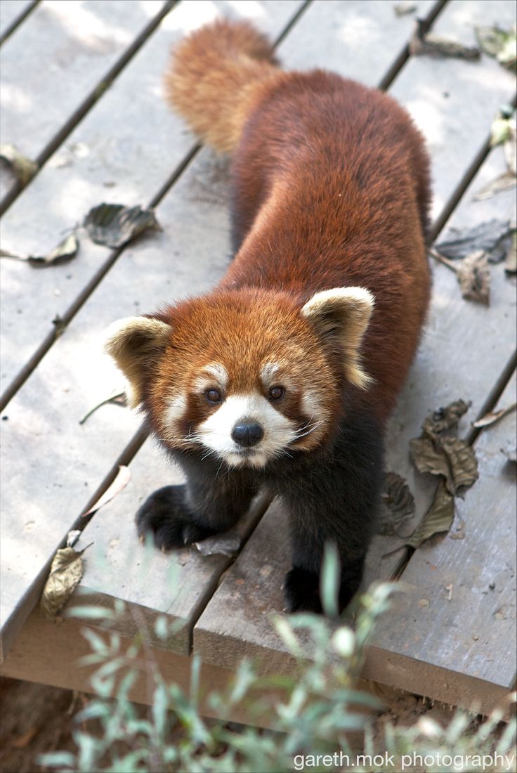 RedPandaEveryHr's tweet photo. https://t.co/mgZTFJROUy