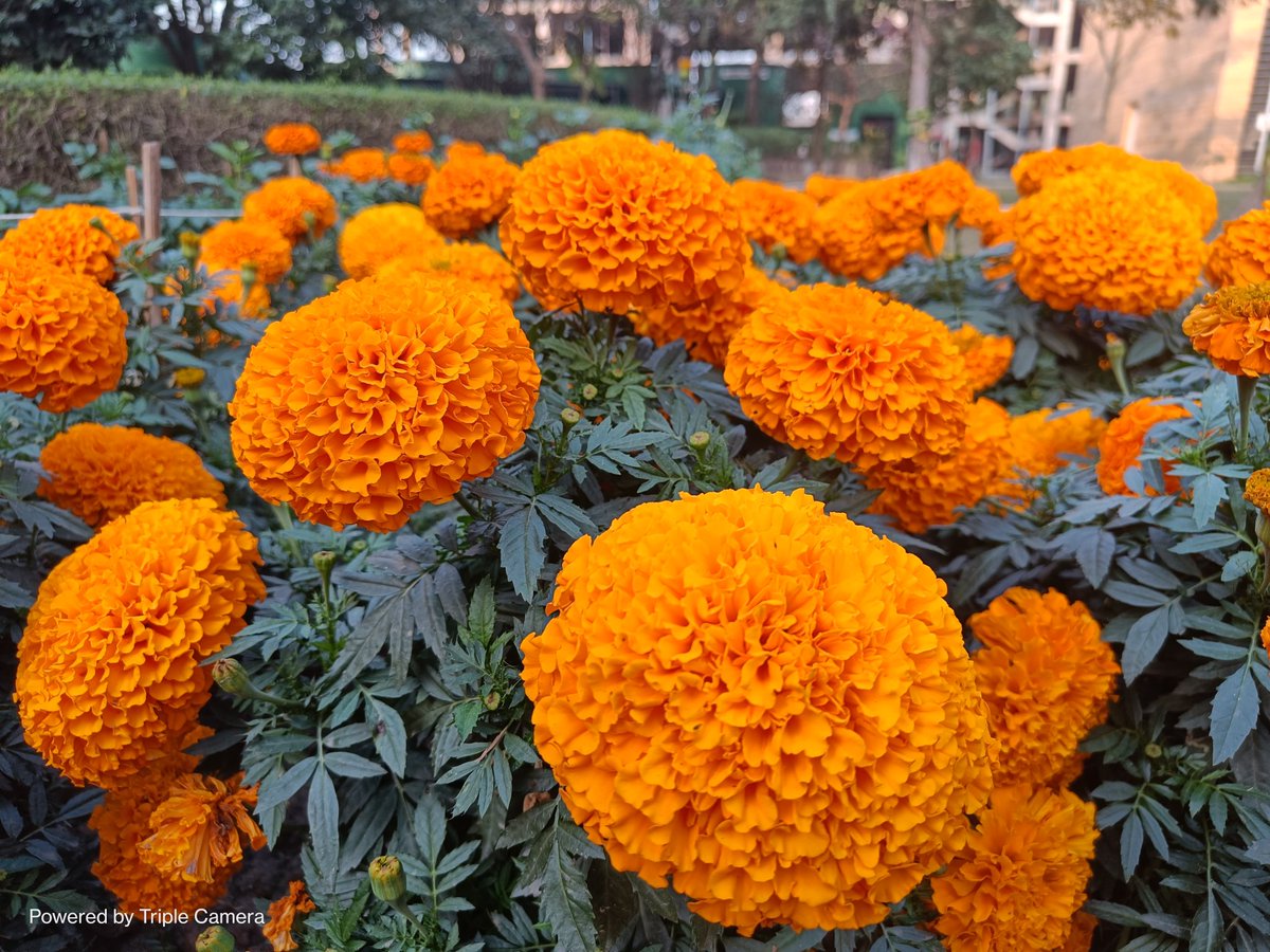 Pritampedhemonc's tweet photo. #winterblooms
#merigold
#floweratworkplace https://t.co/AyYwCFoLo4