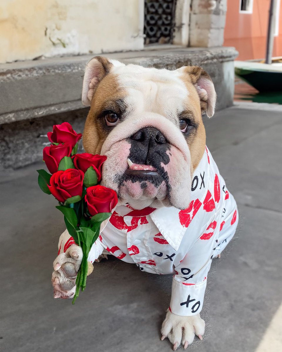 Will you be my Valentine, amore mio? 😘💋💋💋❤️❤️ ..#bulldogloversgroup  #bulldoglife #mylove #datewithmylove #dogoftheday #doglife #italian #venice #romanticdinner #happydog #cutedog #bulldoglove #bulldogram #bulldogsofinstagram #englishbulldogs #englishbulldogpupp