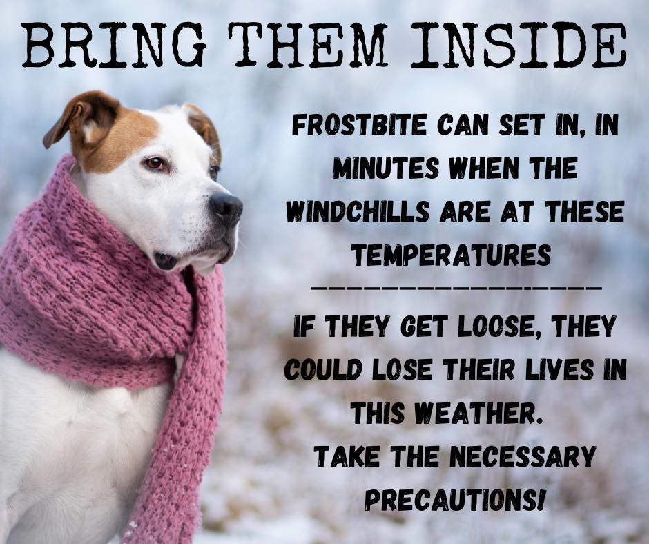 Much of Central Illinois is under a wind chill warning until noon Tuesday. Expected wind chills could drop dangerously low, to -35 below! Please keep your pets indoors, safe and warm! #blono #wbcrdogs #staysafe