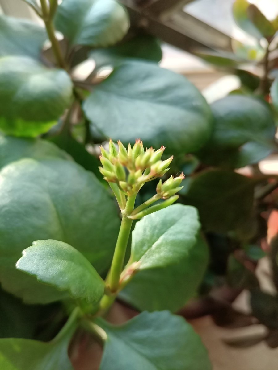 love88500's tweet image. 花苞待放，迎龙春