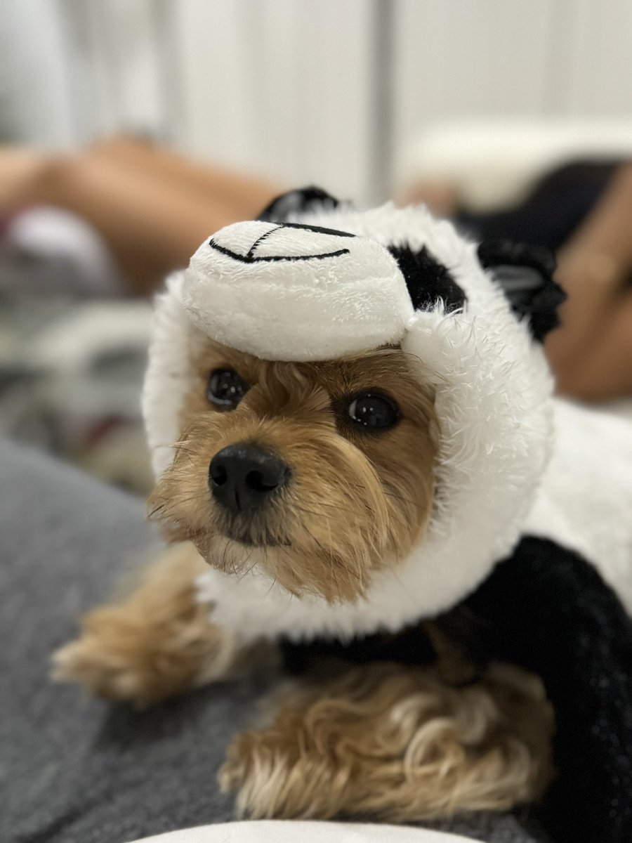 LipstickFables's tweet photo. 🐼 https://t.co/VpTUXbZLBD