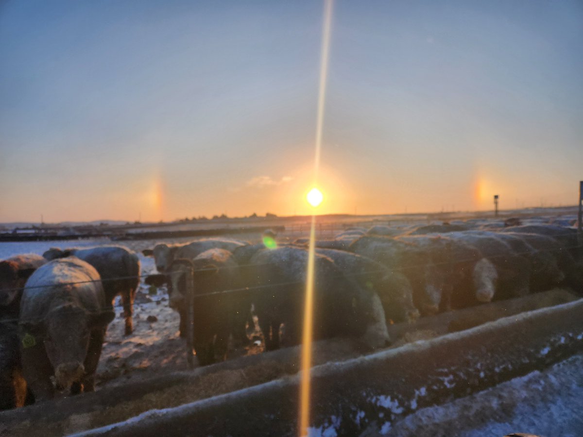 It was a beautiful sunrise in Broken Bow this morning, as our team worked tirelessly in the midst of an arctic blast and -40 windchill. 

Thank you to our team for doing what they do day after day, no matter the weather, to ensure our cattle are fed &amp; well taken care of!