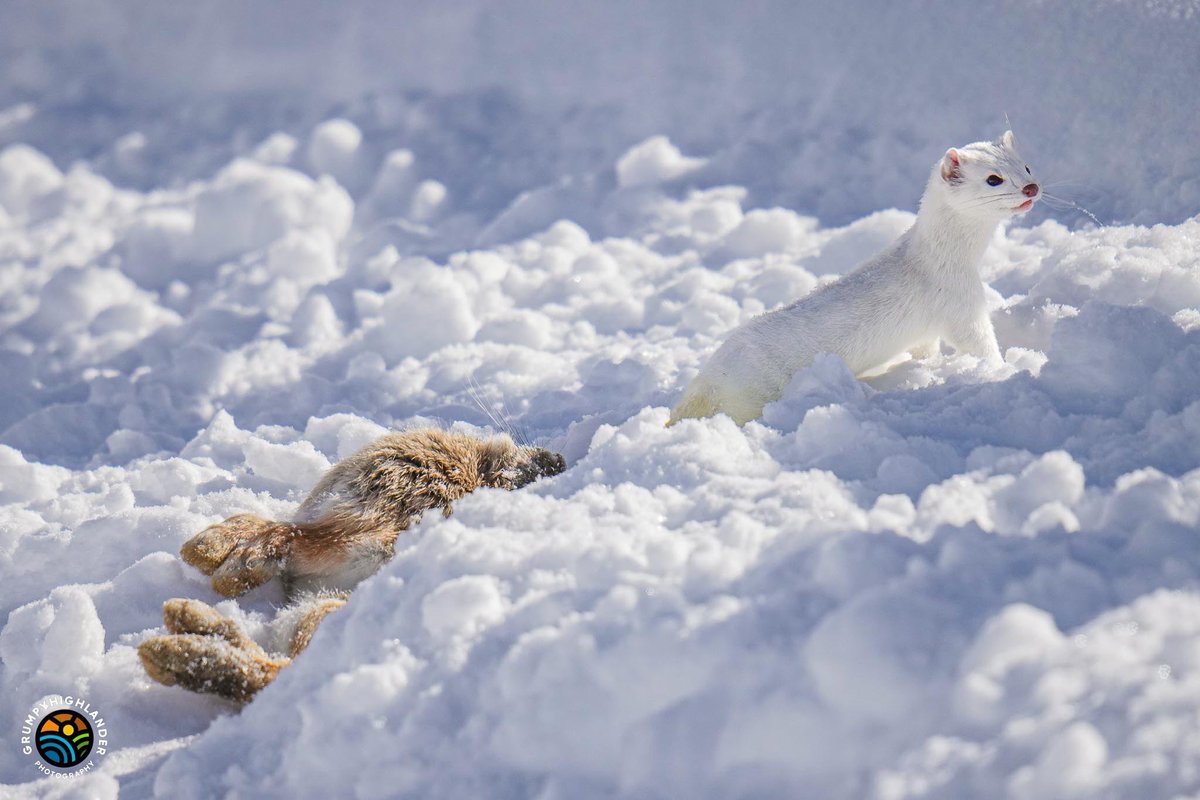 grumpyhighlandr's tweet photo. Carnage in the fields between Hesperus and Mayday this morning, don't look if you are squeamish. On location this morning we spotting this little on up to no good then realized the it was trying to drop its capture away under the snow to its wee hiding place. Very luck to see it. https://t.co/myBCwc7zdY