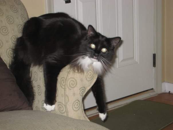 Saying goodbye is the hardest thing.  The place you've left in our hearts the last 16 years will never be filled.  I love you buddy!

#bestfriendforlife