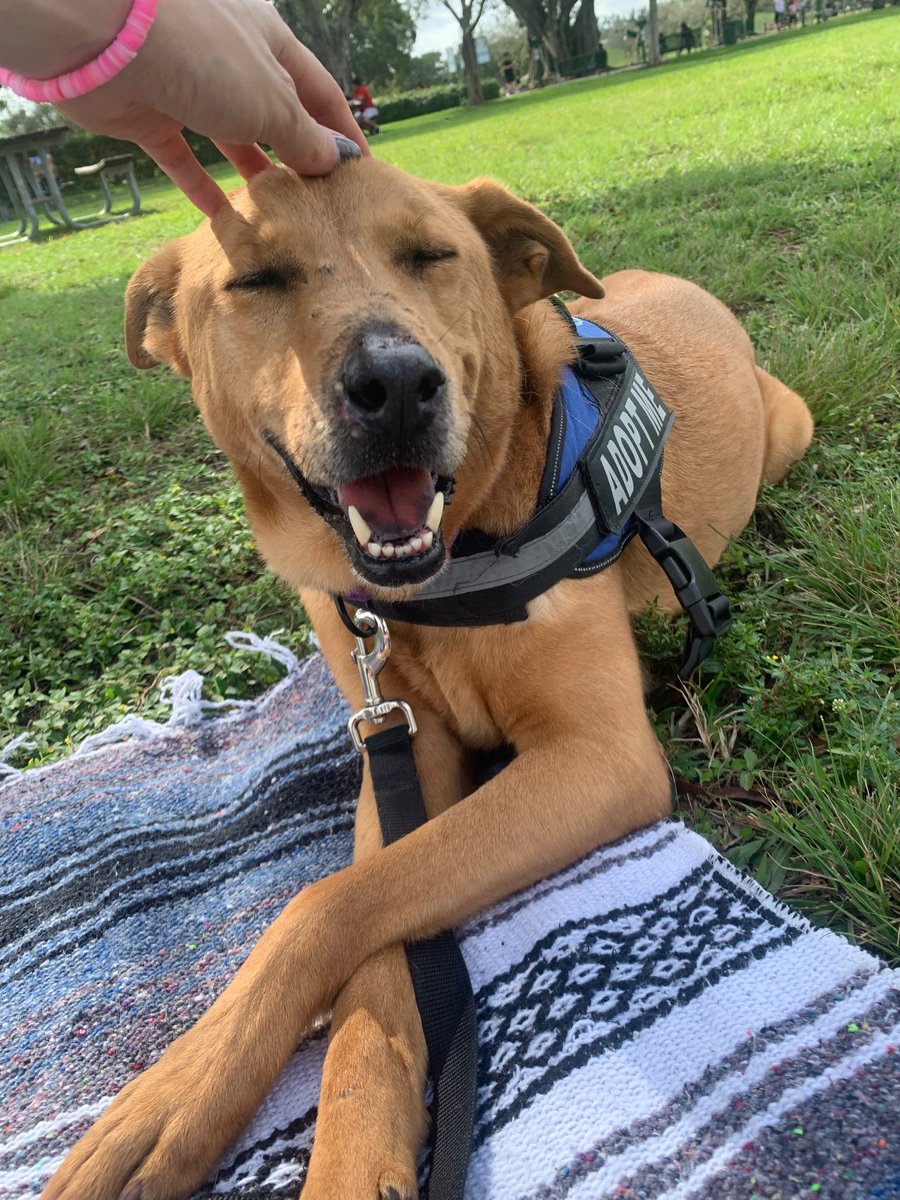 emoryneer's tweet photo. #MiamiDadeAnimalServices has a really cool program #pawventures where u can take the shelter dogs out for a day. It was so fun for both of us I really recommend. I did however fall in love with ginger &amp; take her home 4eva 🥰 https://t.co/NO22eOnnZy