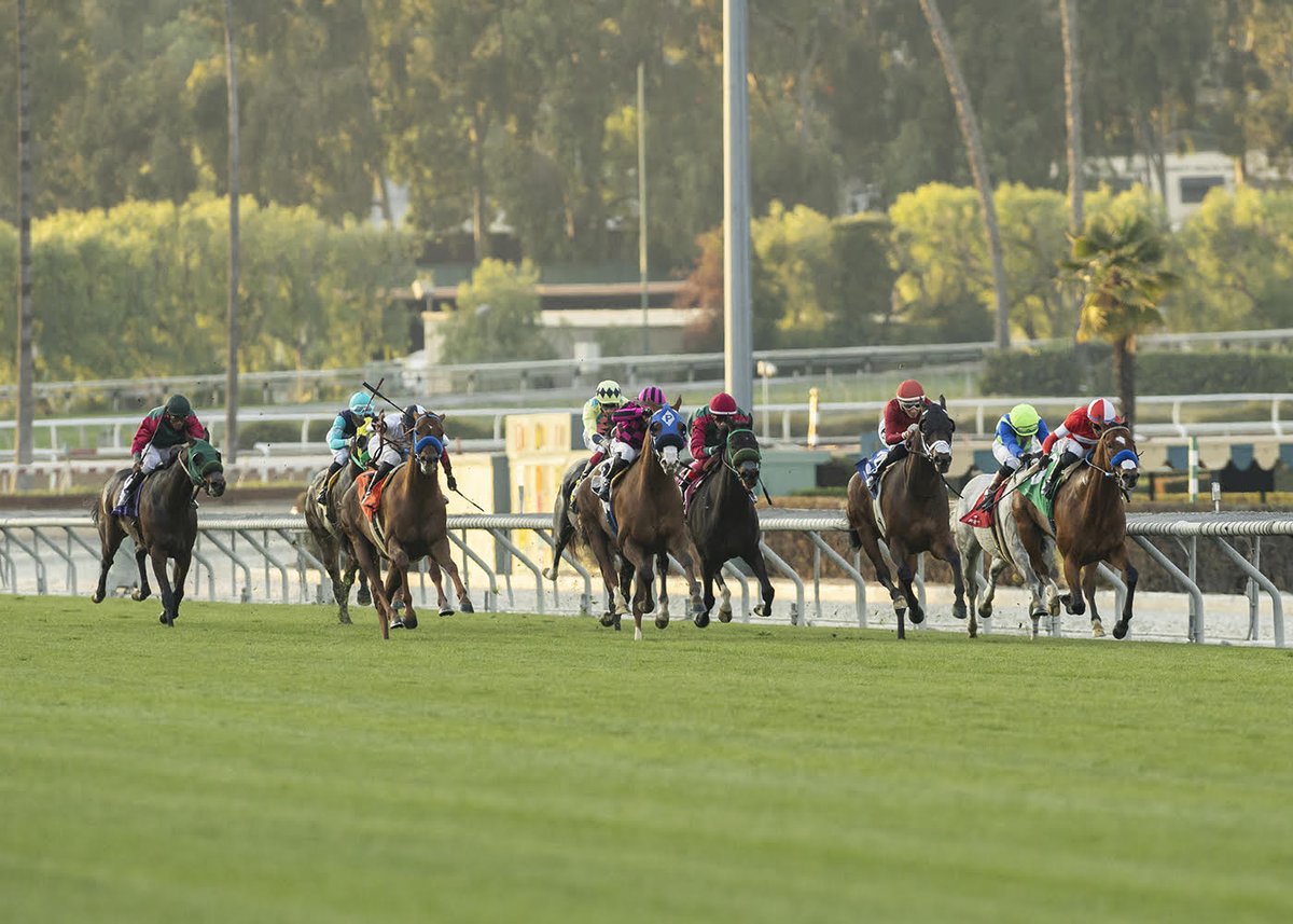 sadlerracing's tweet photo. Kings River Knight did it again! Wire to wire in the Unusual Heat Turf Classic S. @santaanitapark This marks his 8th win which brings his earnings to over a 1/2 million. Congratulations to his owners and his team at the barn! @johnwsadler @JuanLeyva1984 @NathalieDarley https://t.co/lYOOSeh0xb