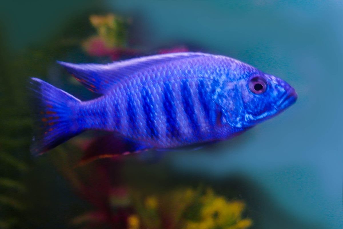 slmiller0216's tweet image. 🐠✨ Khám phá thế giới kỳ diệu của Cá Ali - loài cá độc đáo mang đến nét đẹp ngoại hình và hành vi độc đáo! 🌈🌊 #CáAli #AquaticWonders

🌐👽 Cá Ali không chỉ là một loại cá, mà còn là người bạn đồng hành độc đáo dưới đại dương bao la. 🌊👫 #AlienFish