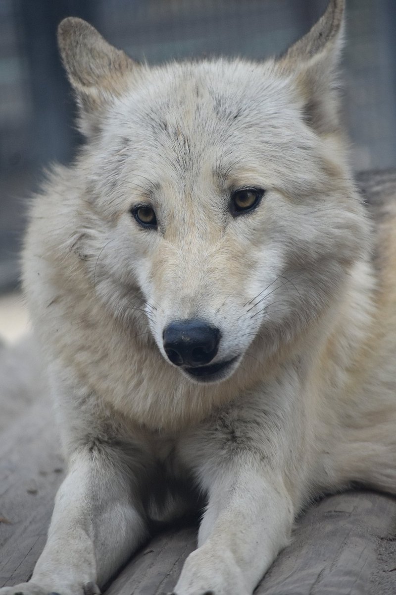 animall25038227's tweet photo. おはようヨモギ🐺💕 https://t.co/hlRQx9Zgm5