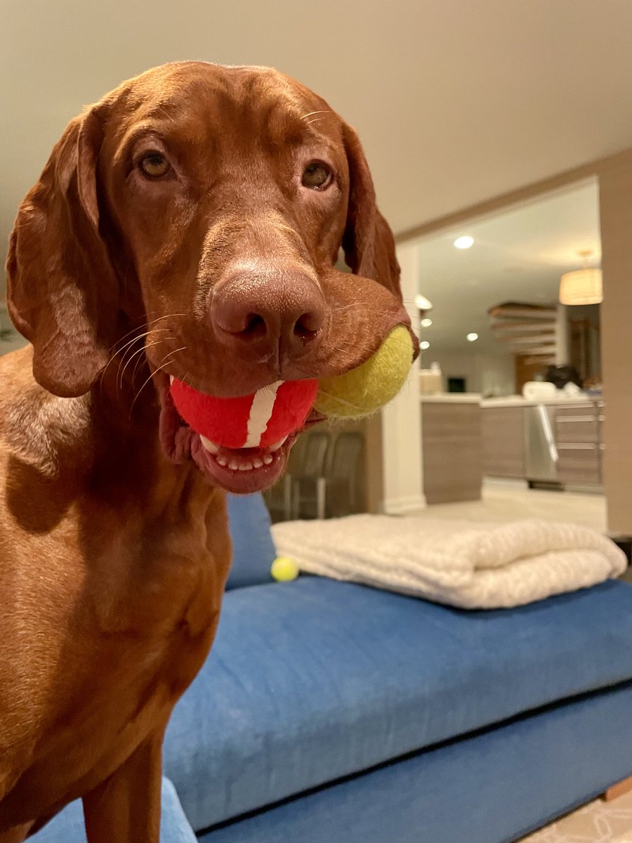 DanaPerino's tweet photo. Yes Percy I’m still not in Iowa. Trying! https://t.co/szM4ldKvVp