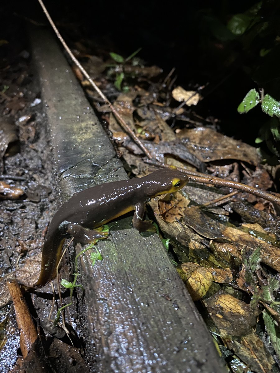 California newts are everywhere in Tilden tonight.