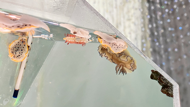 enosui_com's tweet photo. 動物界の5つの門に属する生き物たちを紹介する、宝石をイメージした水槽💎
軟体動物門として、ウミウシの仲間をご覧になれます🔍
Jewerium（ジュエリウム）
https://t.co/cV4KvQCSZ3
#ウミウシ #Jewerium https://t.co/8URK4wN4z8