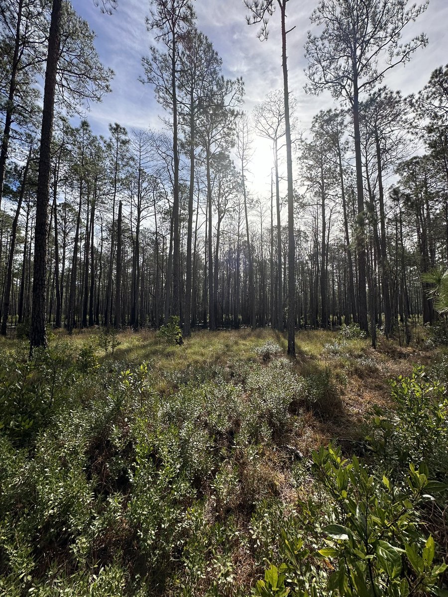 Chilly days at Fort Stewart, GA. @SilvaLabUF and @forestservice join hands for measuring forest fuels!