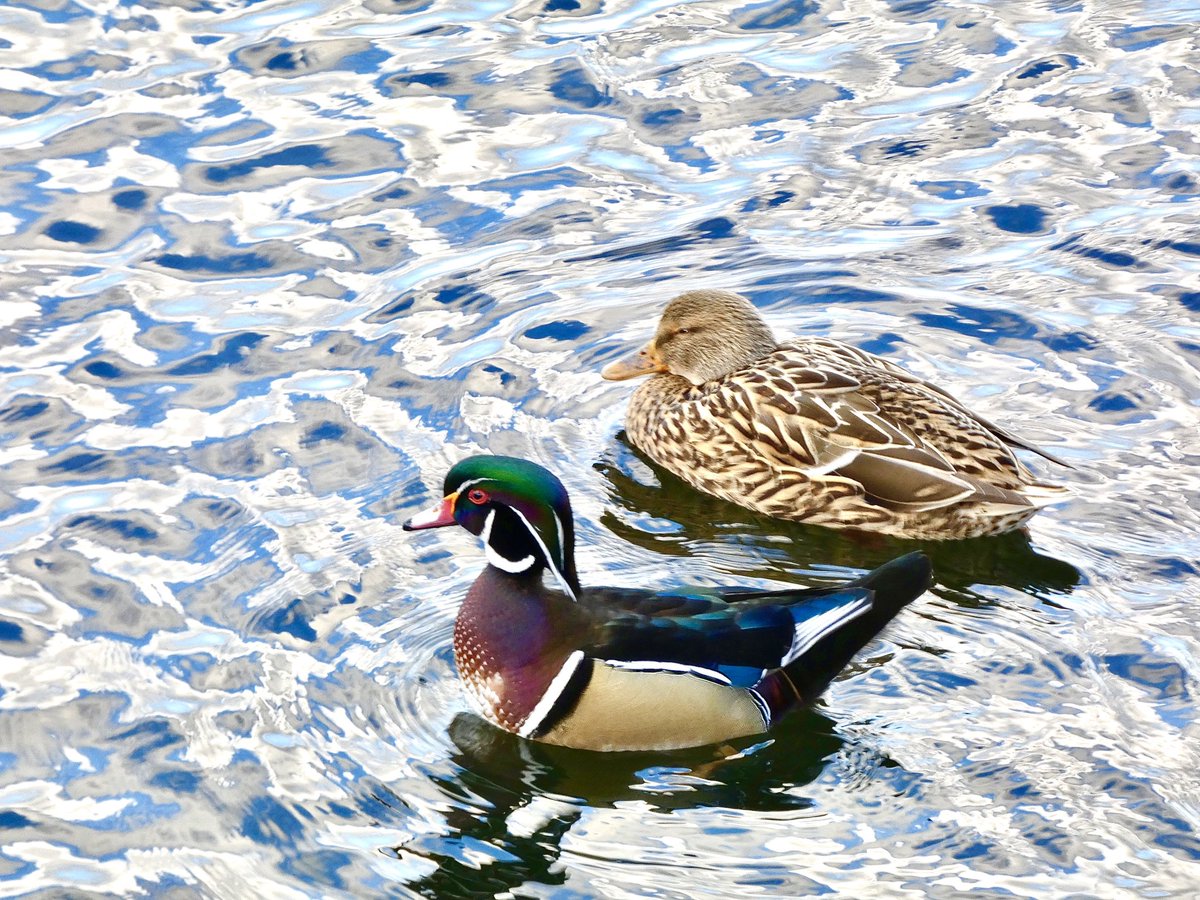 A lovely surprise to find the beautiful wood duck and his mallard lady friend at <a href="/CentralParkNYC/">Central Park</a> Reservoir today

#birdcpp #birdphotography #ducks