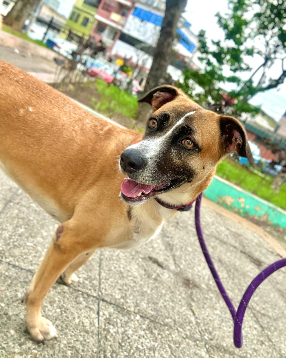 Yo Amo Animales tweet media