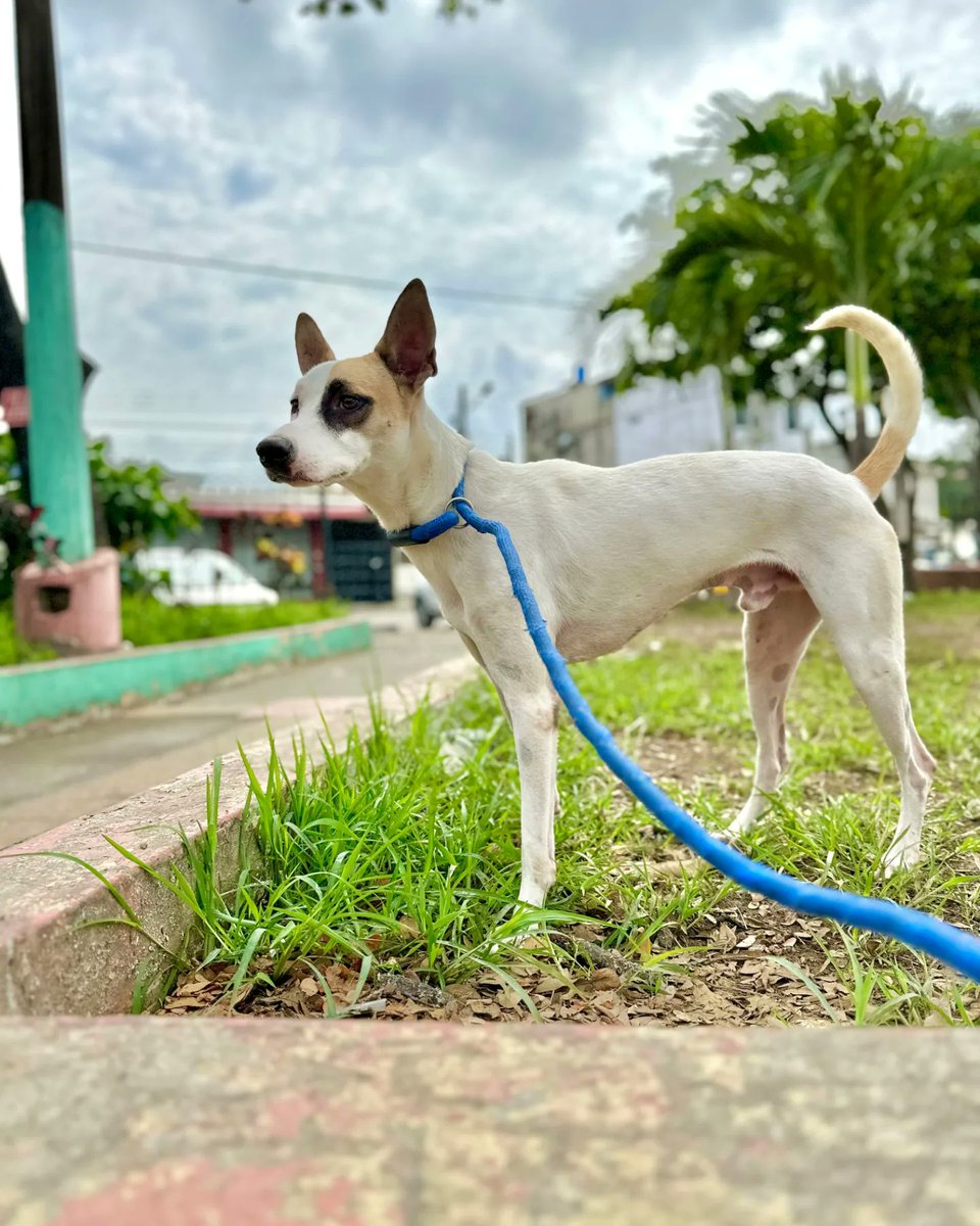 Yo Amo Animales tweet media