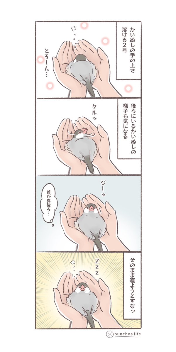 手の上で溶ける文鳥その2
かいぬしの様子も気になる
#文鳥 
#4コマ漫画 