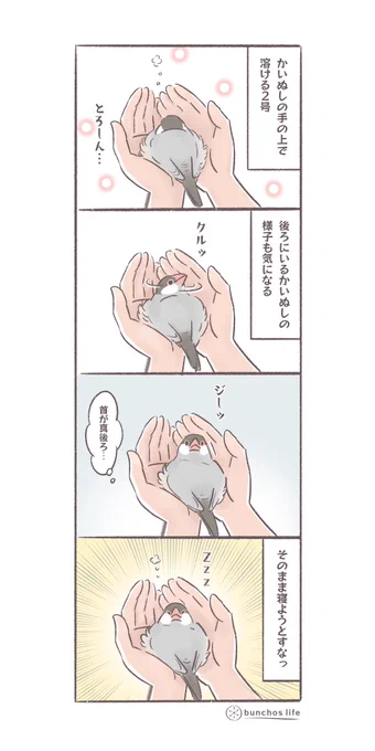 手の上で溶ける文鳥その2
かいぬしの様子も気になる
#文鳥 
#4コマ漫画 