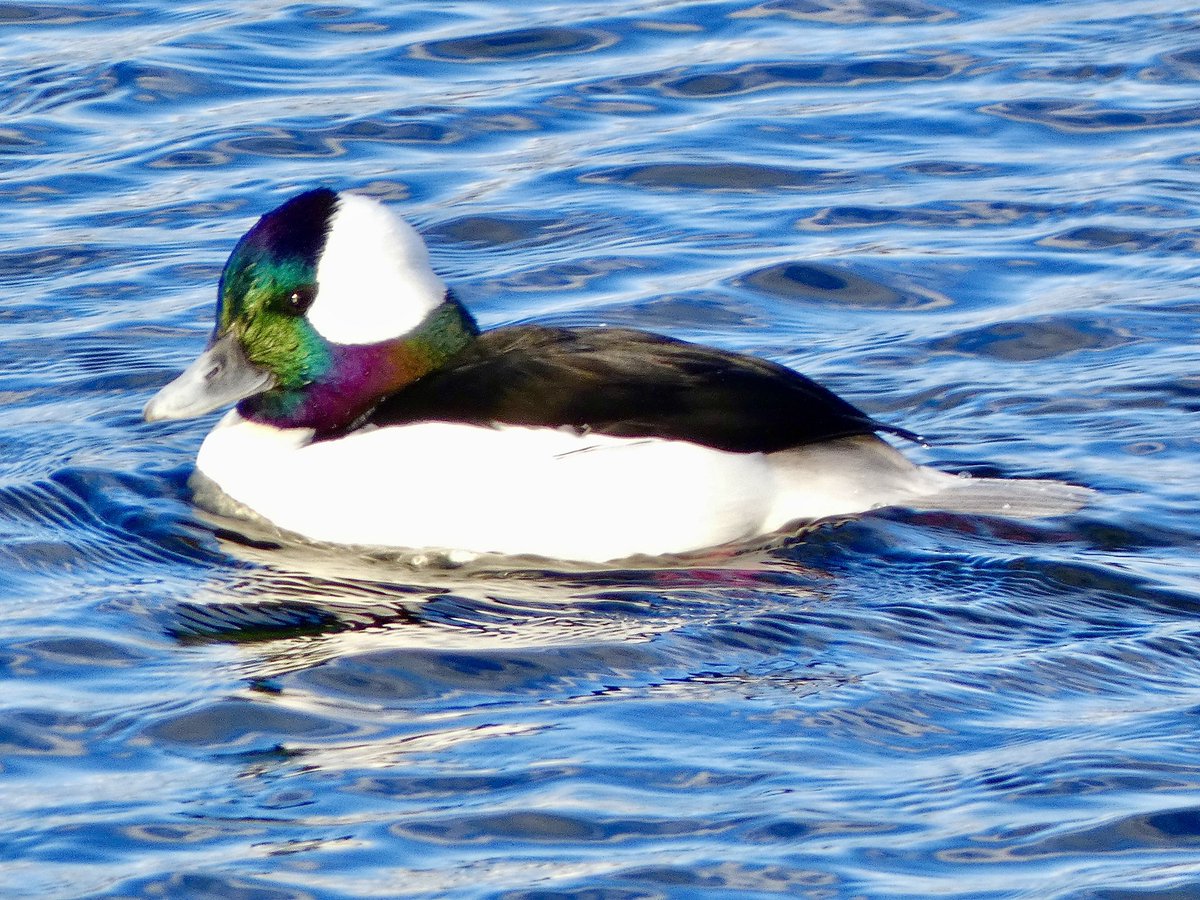 Many gorgeous Bufflehead ducks at <a href="/CentralParkNYC/">Central Park</a> Reservoir today 

#birdcpp #birdphotography #ducks #Rainbow