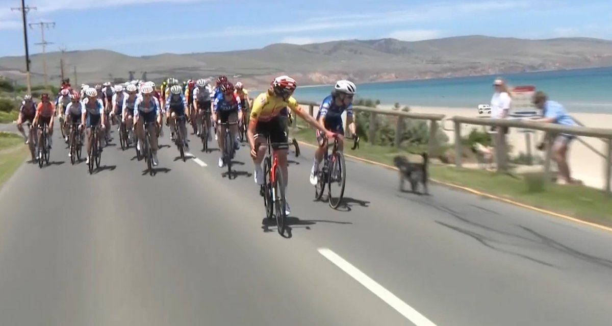 MatMitchell30's tweet photo. A dog nearly causes a crash in the bunch!

#TourDownUnder https://t.co/FoDCtvWfgz
