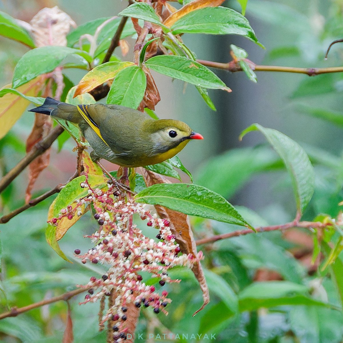 dkpattanayak's tweet photo. Red-billed Leiothrix (Leiothrix lutea) says hello to us, while picking out ripe berries from the bunch, near #mangan #sikkim #india.
#IndiAves #ThePhotoHour #BBCWildlifePOTD #natgeoindia #birdsofsikkim https://t.co/dcIvpPuzfG