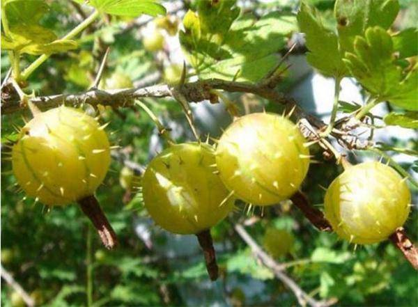 afcul's tweet image. prickly pear