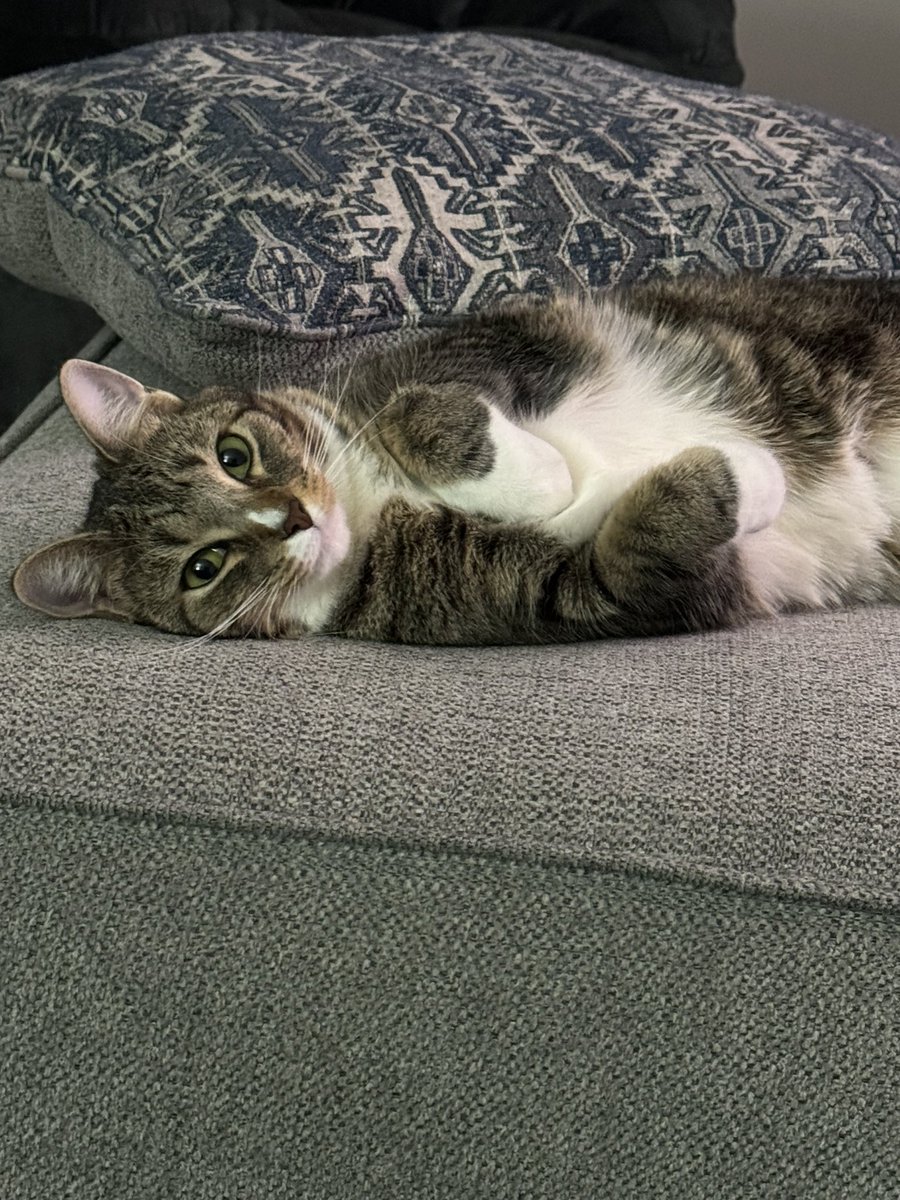 RealWayneDupree's tweet photo. What a ham! #PrincessCleo https://t.co/bDAUo3d0tI