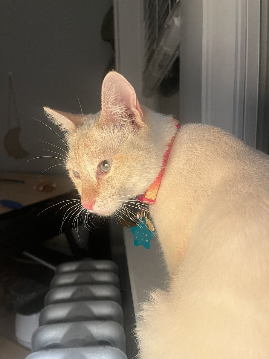 cassielebeau_'s tweet photo. had to delete the last post bc I accidentally blasted me and sam’s phone numbers oops. but anyway CHEESECAKE IS HOME https://t.co/FnTnihT3wk