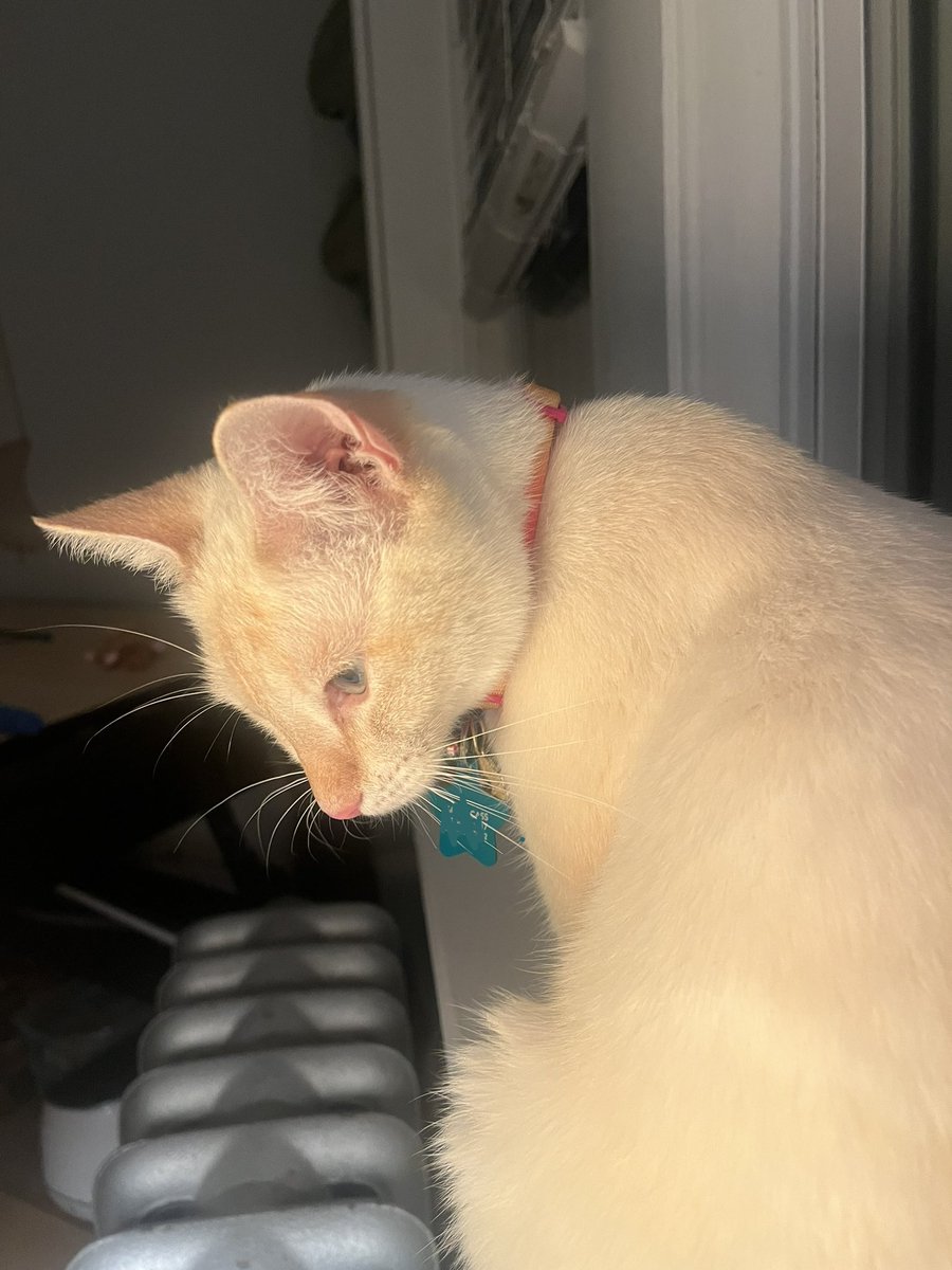 cassielebeau_'s tweet photo. had to delete the last post bc I accidentally blasted me and sam’s phone numbers oops. but anyway CHEESECAKE IS HOME https://t.co/FnTnihT3wk