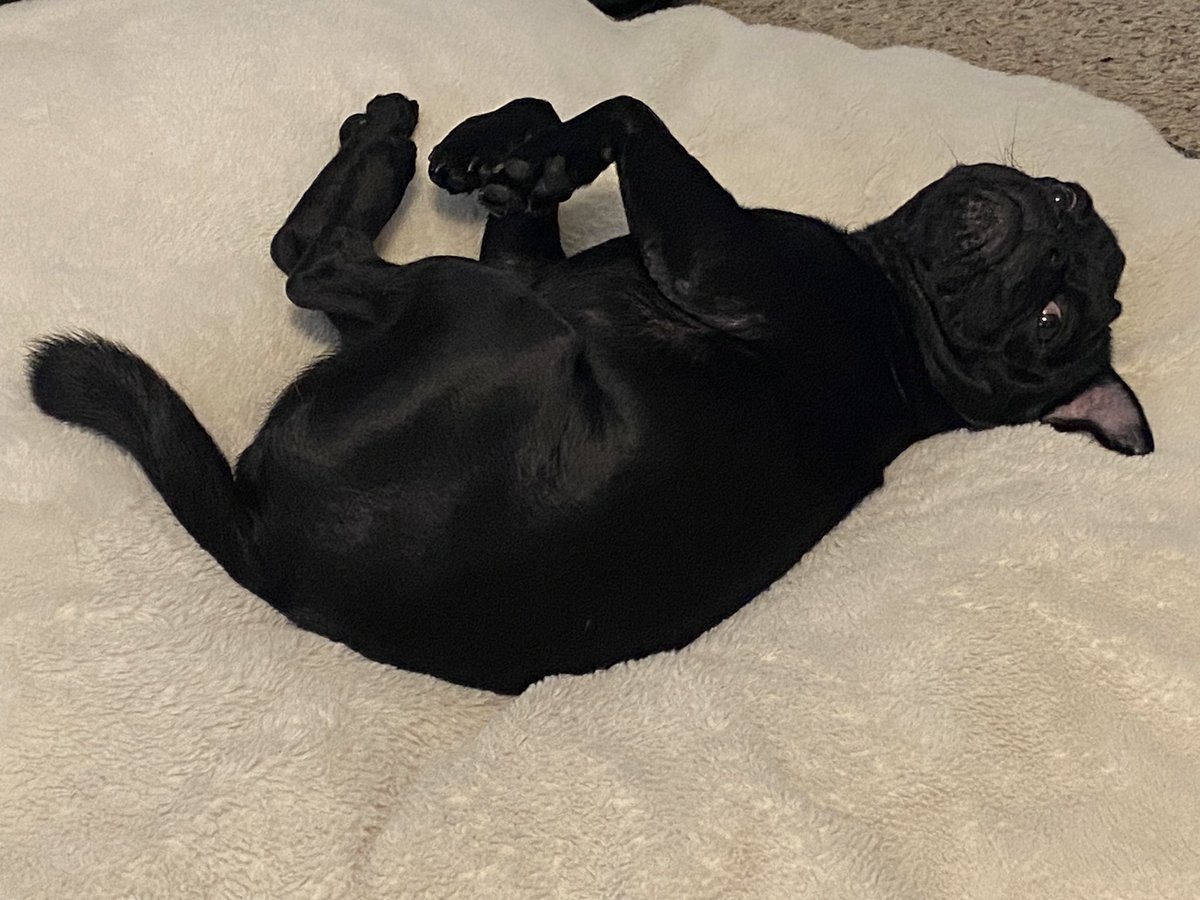 OopsAllFumbles's tweet photo. Drop your HoundZ!
Here’s mine!
@KatZNKidZ
#CroFam #TeamPug https://t.co/PLYKYvlm11