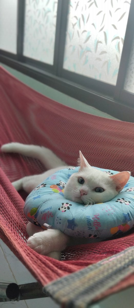 SeaGamesMing1's tweet photo. cat at home https://t.co/eiWQrAUBqQ