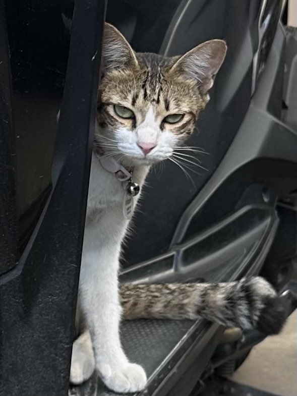 Hoshi the cat 🐯 tweet media
